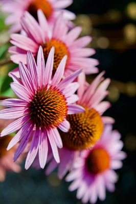 Indiana Dunes Visitor Center by null
