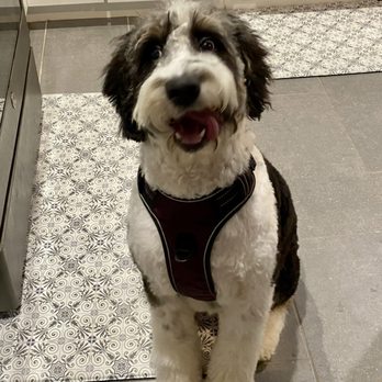 Wag Time Dog Training - Pet Training Near Me - Antelope, California Wag Time Dog Training - Pet Training Near Me - Antelope, California