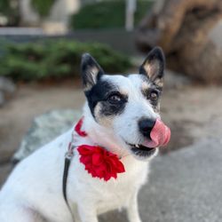 The Castro Animal Hospital - Wheelie Neelson