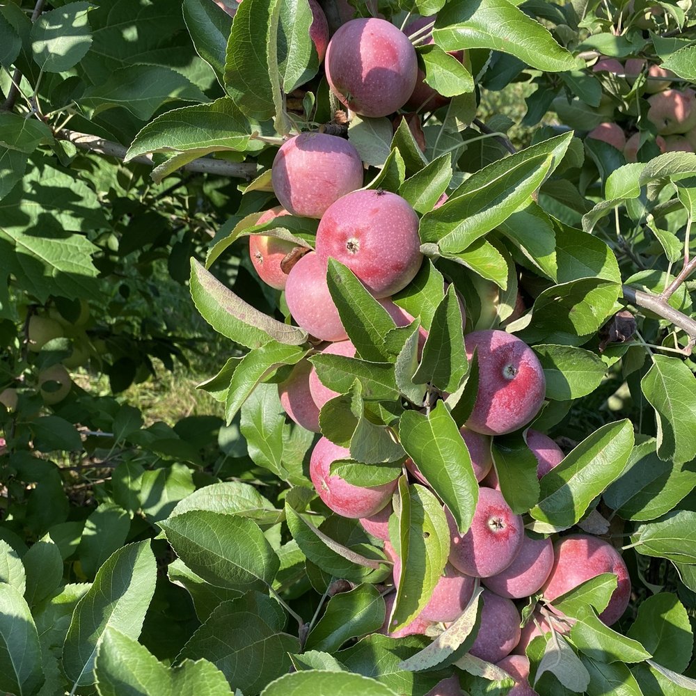 Whittier Fruit Farm - a bunch of apples on a tree - Fruits & Veggies Near Me - Rochester, New York Whittier Fruit Farm - a bunch of apples on a tree - Fruits & Veggies Near Me - Rochester, New York