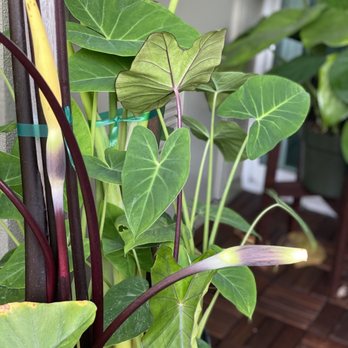 Venice Plants - Alocasia Lime Zinger (background) & a flowering Blue Hawaii! - Nurseries & Gardening Near Me - Venice, California Venice Plants - Alocasia Lime Zinger (background) & a flowering Blue Hawaii! - Nurseries & Gardening Near Me - Venice, California