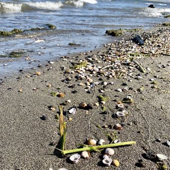 Boardman Marina & RV Park - Sea shells by the river shore - Boating Near Me - Boardman, Oregon