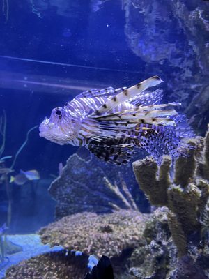 Shreveport Aquarium by null