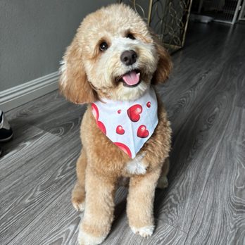 Wag Your Tail - Fresh cut - Pet Groomers Near Me - Lakewood, California