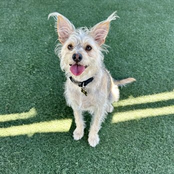 Dog On Fun - Archie stopping for his photo - Pet Sitting Near Me - Covina, California