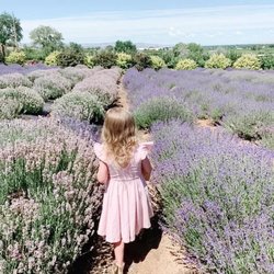 Sage Creations Organic Farm - One of the lavender fields