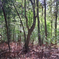 Frenchtown Road Conservation Area