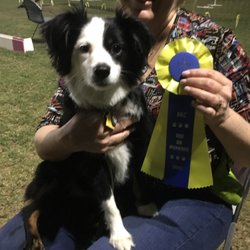 DAWG - Dallas Agility Working Group - Daisy loved AKC Trick Dog Class!