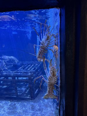 Key West Aquarium by null