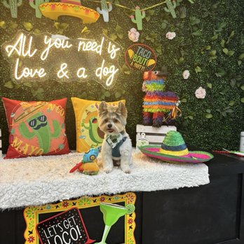 Cynthia's Lux Pet Salon - Pet Groomers Near Me - Heath, Texas Cynthia's Lux Pet Salon - Pet Groomers Near Me - Heath, Texas