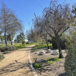Trees Trees