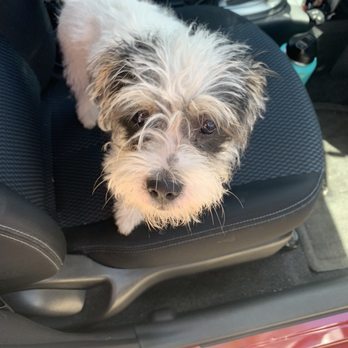 Dog Styling Boutique - Before - Pet Groomers Near Me - Glendora, California