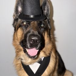 Stress-Free K9 - Bear on New Year's Eve.