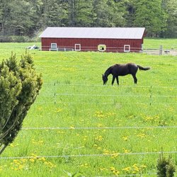 Vermont Shepherd - The beauty of the surroundings