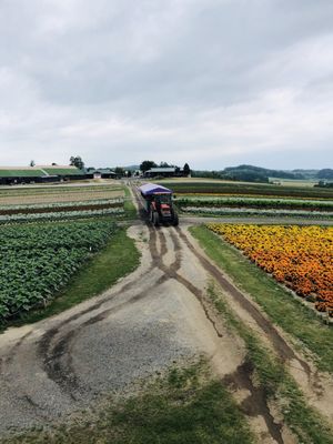 Flower Land Kamifurano by null