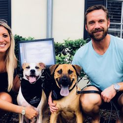 sam ivy dog training cost