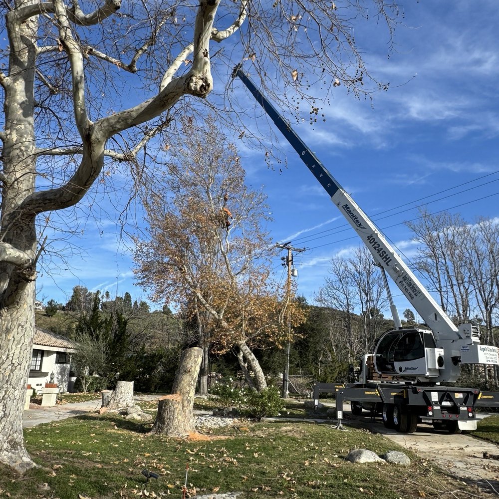 Using a crane to protect the tree from falling on the house.