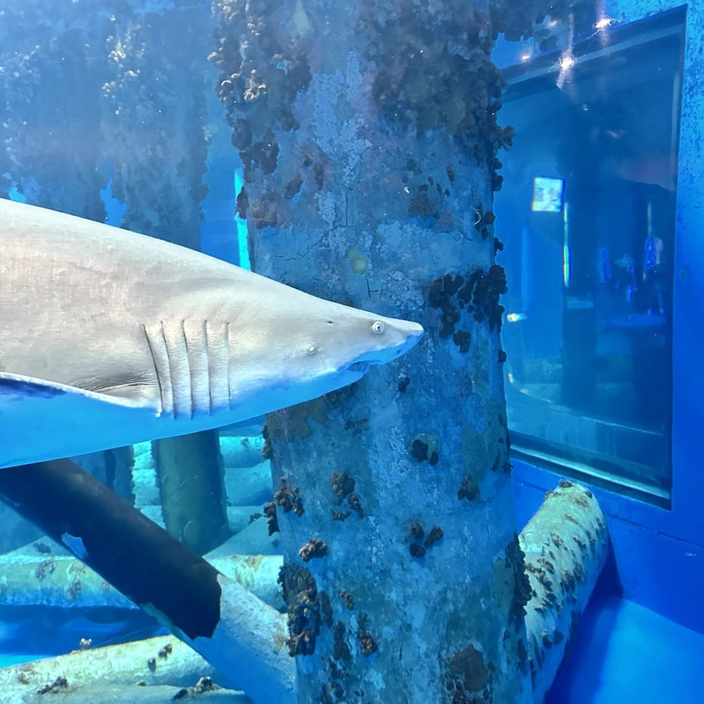 Texas State Aquarium - Up close and personal with one of the sharks. - Aquariums Near Me - Corpus Christi, Texas Texas State Aquarium - Up close and personal with one of the sharks. - Aquariums Near Me - Corpus Christi, Texas