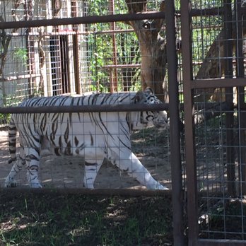 International Exotic Animal Sanctuary - 600 pounds of beautiful! - Zoos Near Me International Exotic Animal Sanctuary - 600 pounds of beautiful! - Zoos Near Me