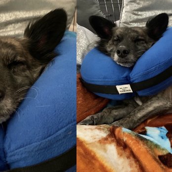 Vail Ranch Veterinary Hospital - Our 11 year old baby, Moose after his recent dental procedure & multiple lump removals - Veterinarians Near Me - Temecula, California