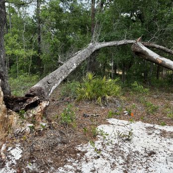 All American Tree Specialist - Alternate view of fallen trunks - Tree Services Near Me - Deltona, Florida All American Tree Specialist - Alternate view of fallen trunks - Tree Services Near Me - Deltona, Florida