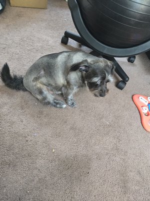 Puppy World Groom & Board