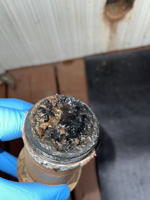 Busy Bee Drain