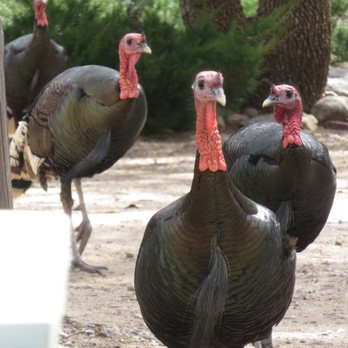 Ramsey Canyon Inn B & B - Multiple wild turkeys - Bed & Breakfast Near Me - Hereford, Arizona Ramsey Canyon Inn B & B - Multiple wild turkeys - Bed & Breakfast Near Me - Hereford, Arizona