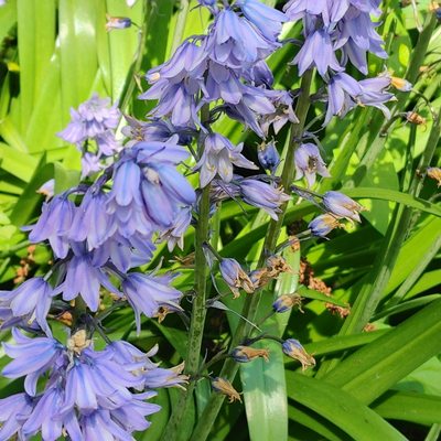 Marian Coffin Gardens at Gibraltar by null