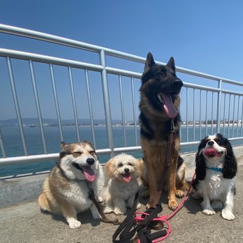 Pawlifornia - Dog Walkers Near Me Pawlifornia - Dog Walkers Near Me