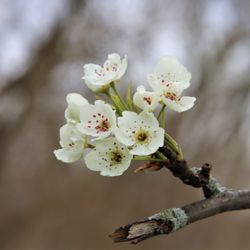 Speno Park - Spring at the park