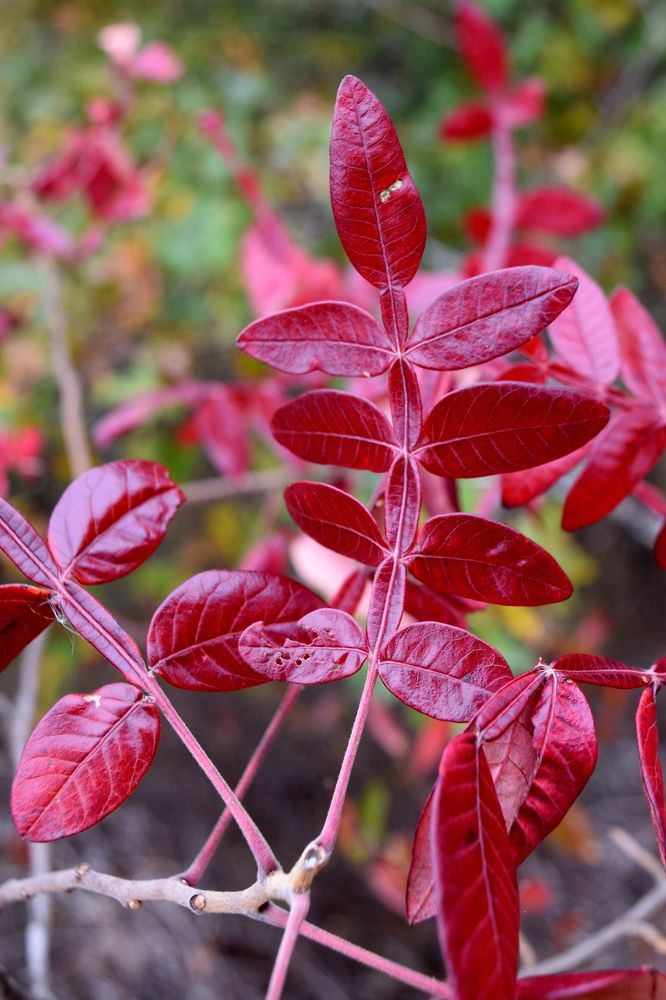 GRILLS PRESERVE Updated April 2024 16 Photos 198 Bowling Ln