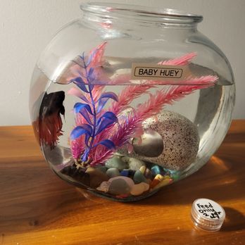 Hyatt Centric Waikiki Beach - Baby Huey -- my Betta buddy at Hyatt Centric. - Hotels Near Me - Honolulu, Hawaii Hyatt Centric Waikiki Beach - Baby Huey -- my Betta buddy at Hyatt Centric. - Hotels Near Me - Honolulu, Hawaii