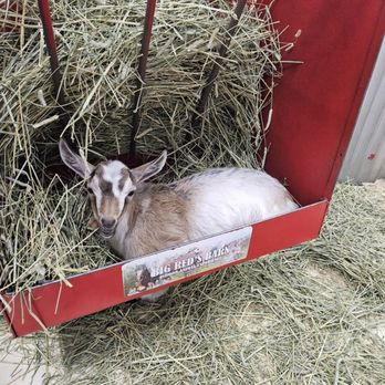 Big Red’s Barn - Baby goat - Petting Zoos Near Me - Coeur d'Alene, Idaho