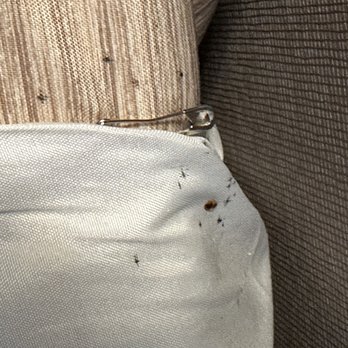Hampton Inn & Suites Detroit-Canton - More bedbugs! Three different rooms, all had bedbugs. - Hotels Near Me - Canton, Michigan Hampton Inn & Suites Detroit-Canton - More bedbugs! Three different rooms, all had bedbugs. - Hotels Near Me - Canton, Michigan