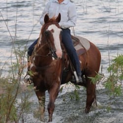 Rancho El Camino Equestrian - We have several wonderful horses for lease.