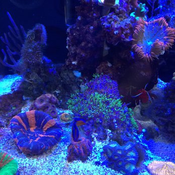 Aquarium Center - More tank pictures. So soothing! - Pet Stores Near Me - Clementon, New Jersey Aquarium Center - More tank pictures. So soothing! - Pet Stores Near Me - Clementon, New Jersey