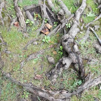 Nichols Arboretum - Riverbank roots - Parks Near Me - Ann Arbor, Michigan Nichols Arboretum - Riverbank roots - Parks Near Me - Ann Arbor, Michigan