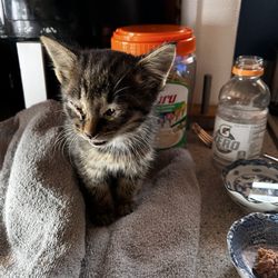Iron Mountain Animal Hospital - Barney on the day I found him, upper respiratory infection and crusty eyes.