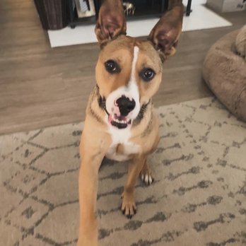 Veterinary Surgical Specialists - Veterinarians Near Me - Tustin, California Veterinary Surgical Specialists - Veterinarians Near Me - Tustin, California