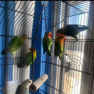 Birds - The Pet Shop has a variety of bird selections available in store. Come in and Shop with us!
Call ahead today for more information at 909-352-2214! Birds - The Pet Shop has a variety of bird selections available in store. Come in and Shop with us!
Call ahead today for more information at 909-352-2214!