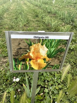 Long's Gardens by null