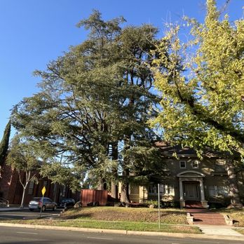 Titan Tree Service - Diodar Cedar trees - Tree Services Near Me - Sacramento, California Titan Tree Service - Diodar Cedar trees - Tree Services Near Me - Sacramento, California