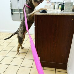 Ross Hospital for Animals - Nosy bully