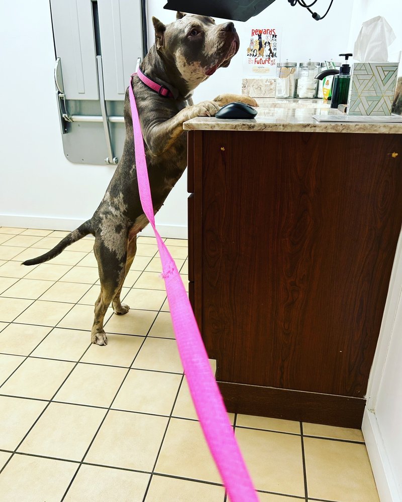 Ross Hospital for Animals - pet boarding facility in Bloomfield Hills, MI