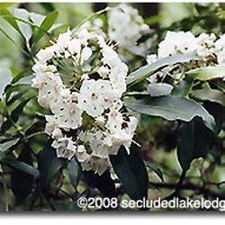 Secluded Lake Lodge - Mountain Laurel in bloom around Fathers Day.