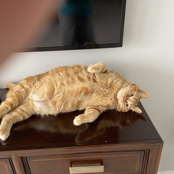 Gemini Pet Sitting - Mr Kobe always looking for attention - Pet Sitting Near Me - Las Vegas , Nevada Gemini Pet Sitting - Mr Kobe always looking for attention - Pet Sitting Near Me - Las Vegas , Nevada