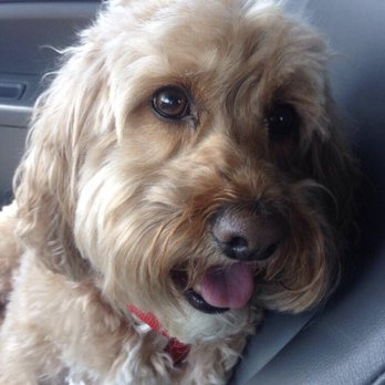 OMGrooming - Happy dog, happy Mom! - Pet Groomers Near Me OMGrooming - Happy dog, happy Mom! - Pet Groomers Near Me