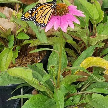 Watermark Woods - Monarch Butterfly seen at Watermark - Nurseries & Gardening Near Me - Hamilton, Virginia