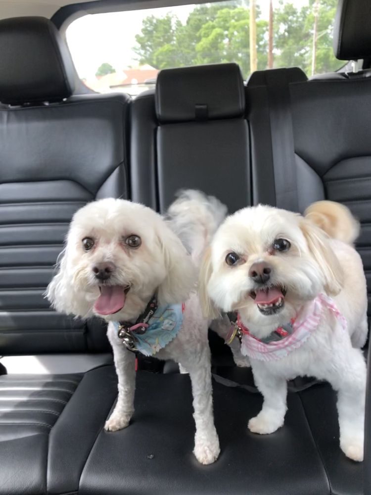 PET STARZ DOG BOARDING Updated September 2024 145 Photos & 17